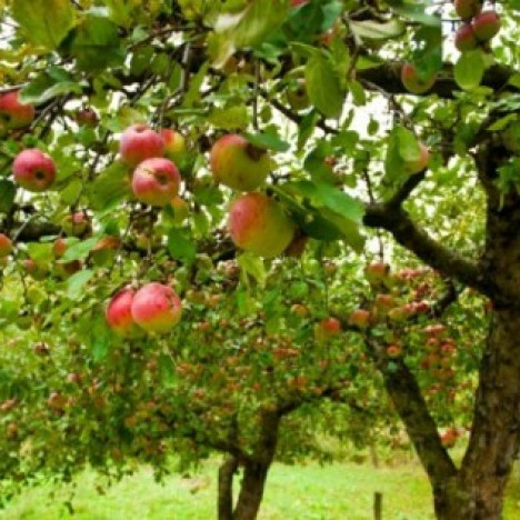 Elma ağacı üretimi için Sıvı Gübre Üretim Araştırma istatistikleri 0