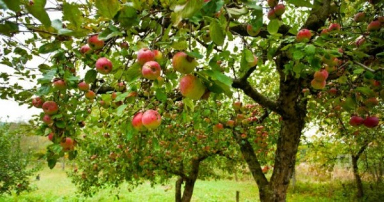 Elma ağacı üretimi için Sıvı Gübre Üretim Araştırma istatistikleri 0